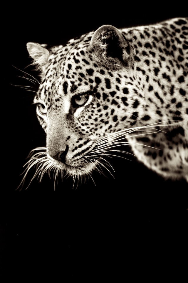 terry_awan_com_leopard